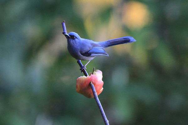 ������������ɫ����