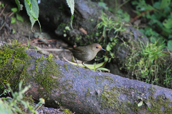 ������Ŀ