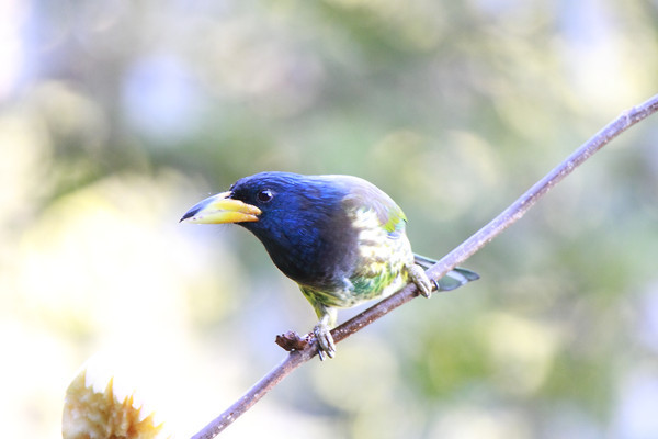 ����Ĵ�����ľ��