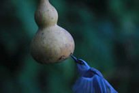 ��׼��ʳ����ɫ����