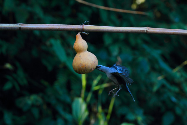 ���ӵ���ɫ����