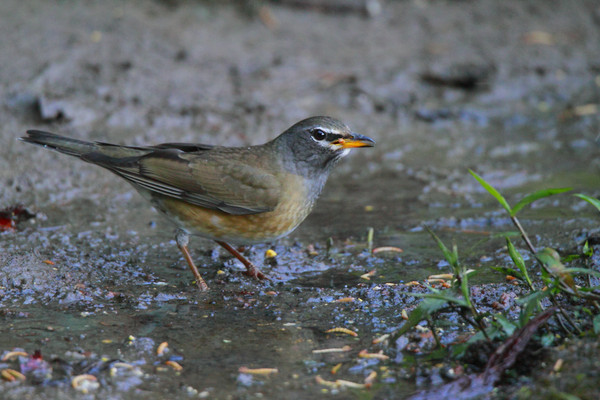 �����İ�ü�