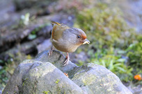 ����������߳���