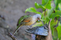 ����������߳���