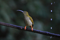 �������Ʊ�������