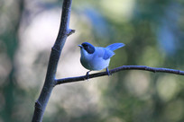 ���еĺ�ͷ����