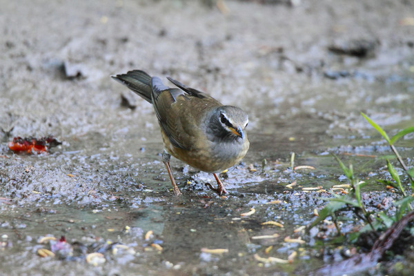 ��ʳ�İ�ü�