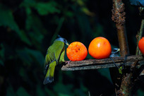 ��ʳ�ķ�ͷȸ����