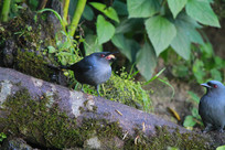 ��ʳ�ĻҾ�β