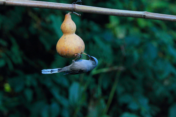 ��ʳ����ɫ����