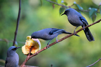 ������������ɫ����