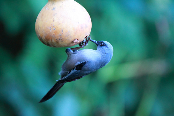 ͵������ɫ����