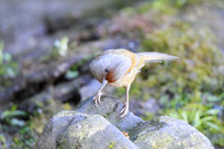 ڤ�������߳���