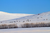 ѩԭ������Ⱥ