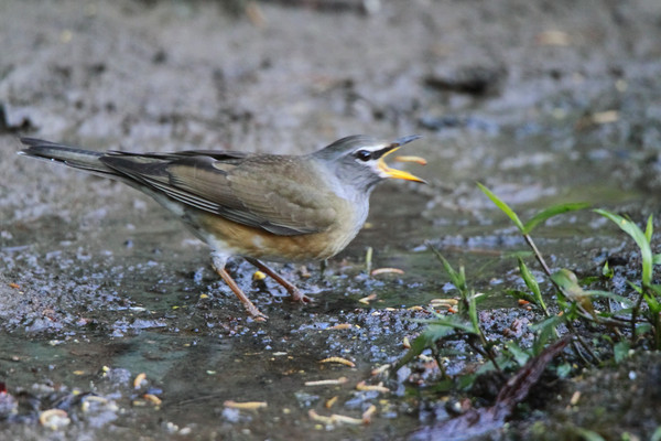 �ۼ����İ�ü�