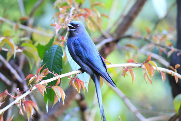 ���Ը߸�ĻҾ�β