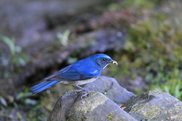 ��ë���ʵ���ü���