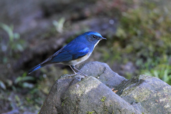 ��ë��������ü���