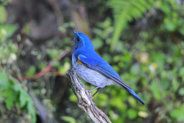 ��ë��������ü���