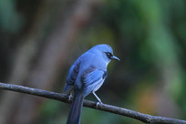 ��ë���µ���ɫ����