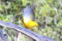 ������ɵĽ�ɫ���