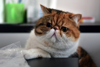 �ɰ��ļӷ�è