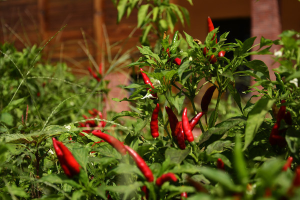 ���̴��еĺ�