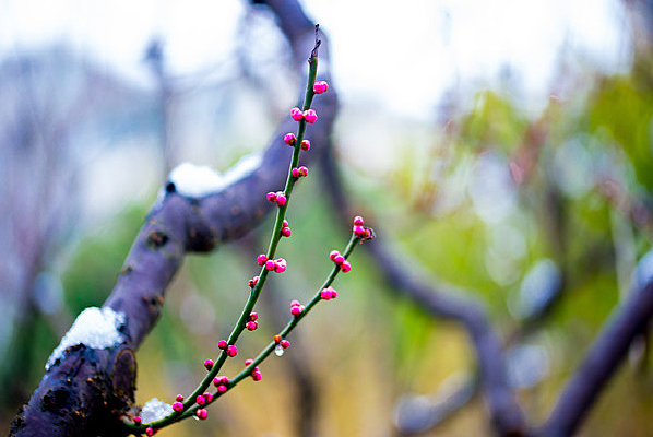 ��֦��÷����