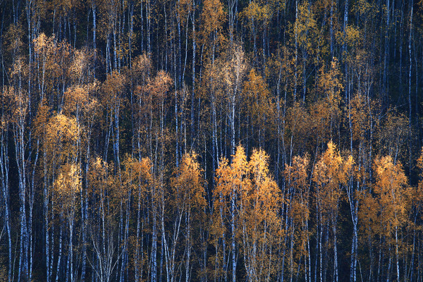 ���˰���ɭ����ɫ