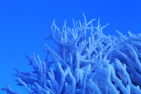 ������֦���辰��