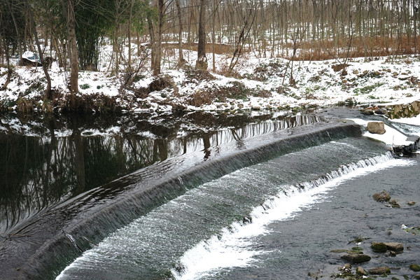 ѩ��ɭ����ĺ�̲����