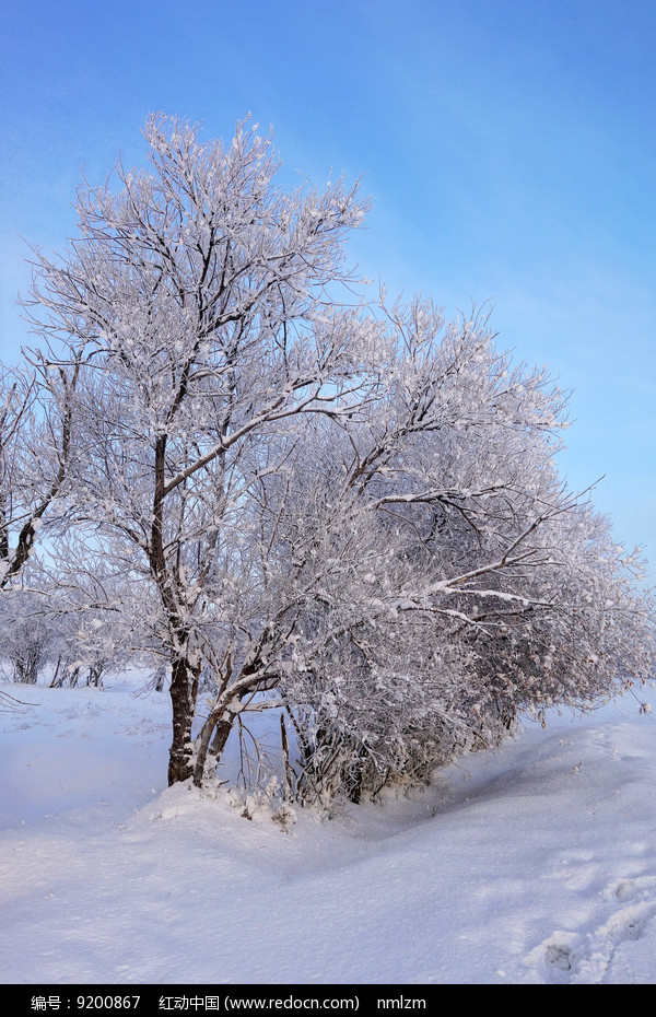 雪樹霧凇 高清圖片下載_紅動中國