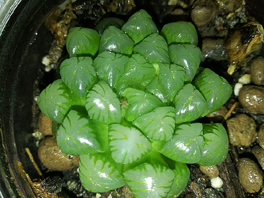 ��ɫ������¶