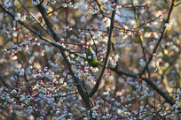 �����ĻҸ�������