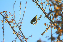 ���⵹Ӱ�ĻҸ�������