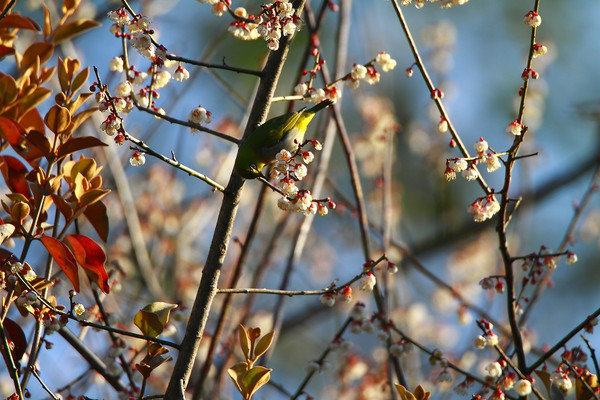 ��������ĻҸ�������