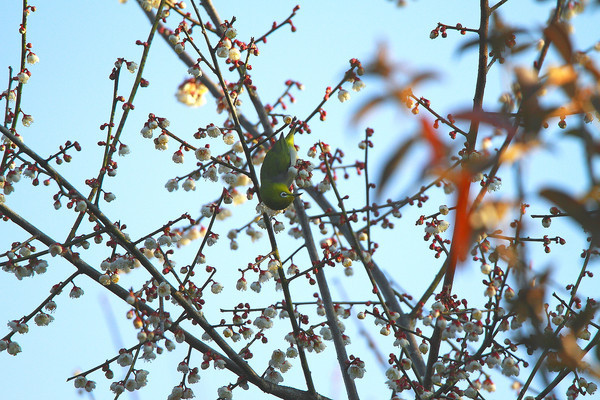 ��Ӱ��ʳ�ĻҸ�������