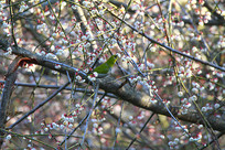 ��֦�ĻҸ�������