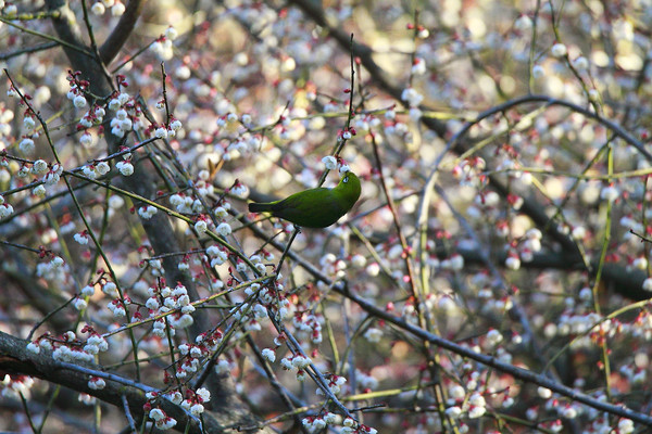 ��֦��ʳ�ĻҸ�������