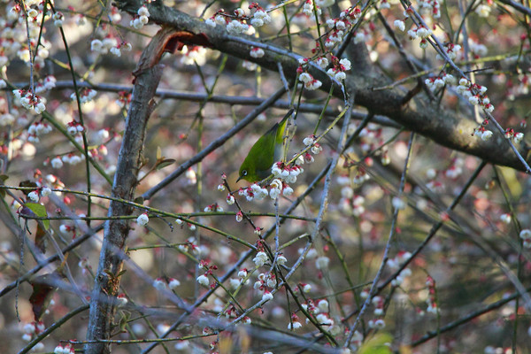 ���ӵĻҸ�������