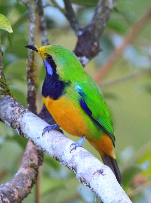 ���ŵĳȸ�Ҷ��