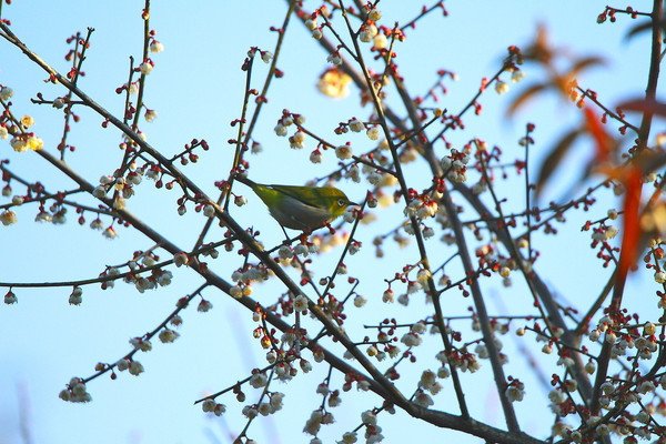 �質�ĻҸ�������