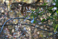 ݺ������ĻҸ�������