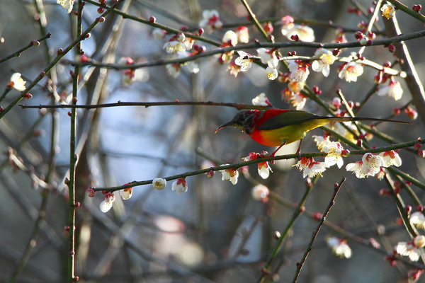 ��ü�������̫����