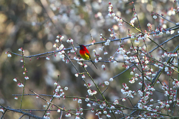 ��ü����������̫����