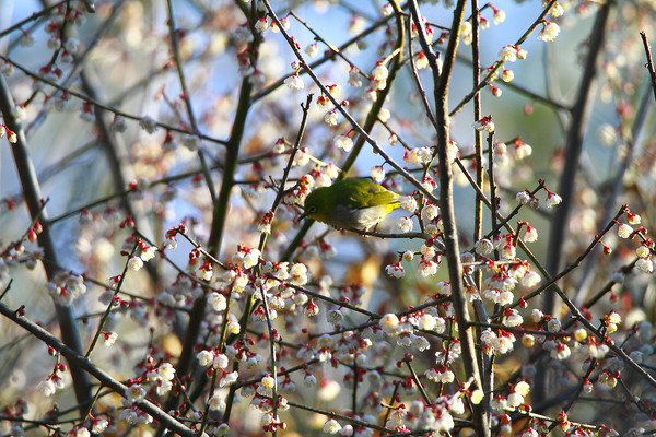 �������еĻҸ�������