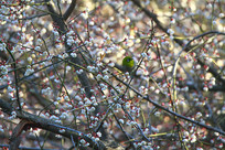 ���������ĻҸ�������