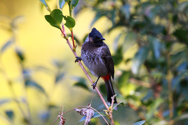 ����İ׺�������