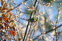 �����ĻҸ�������