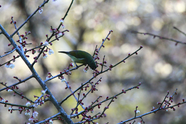 �����Ĳ�β̫����